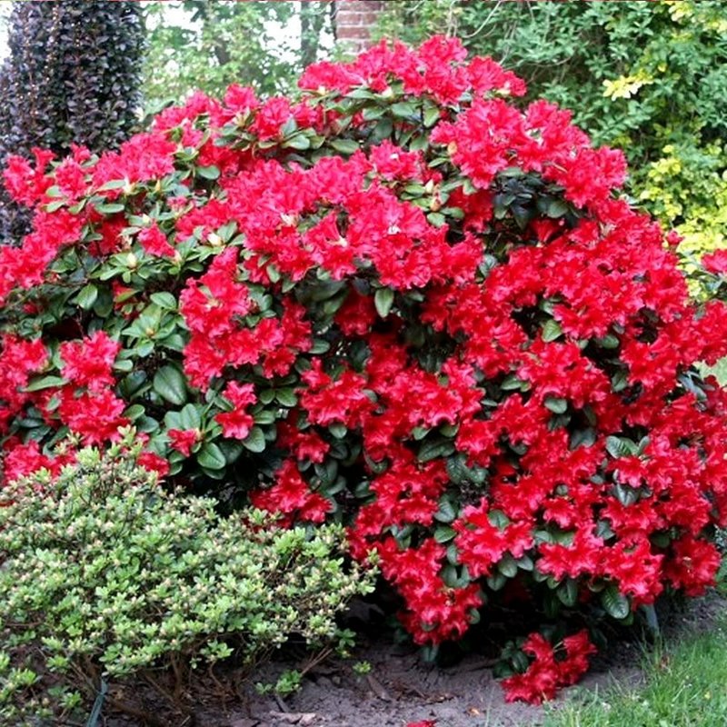 Rhododendron 'Snipe' - photo 16