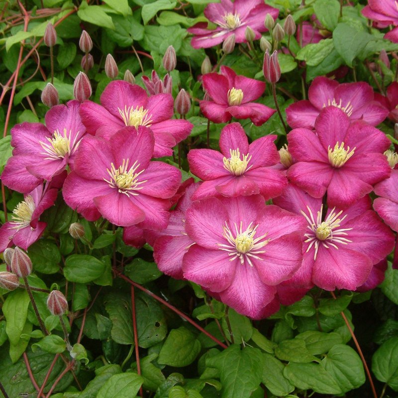 Clematis 'Early Sensation' - photo 17