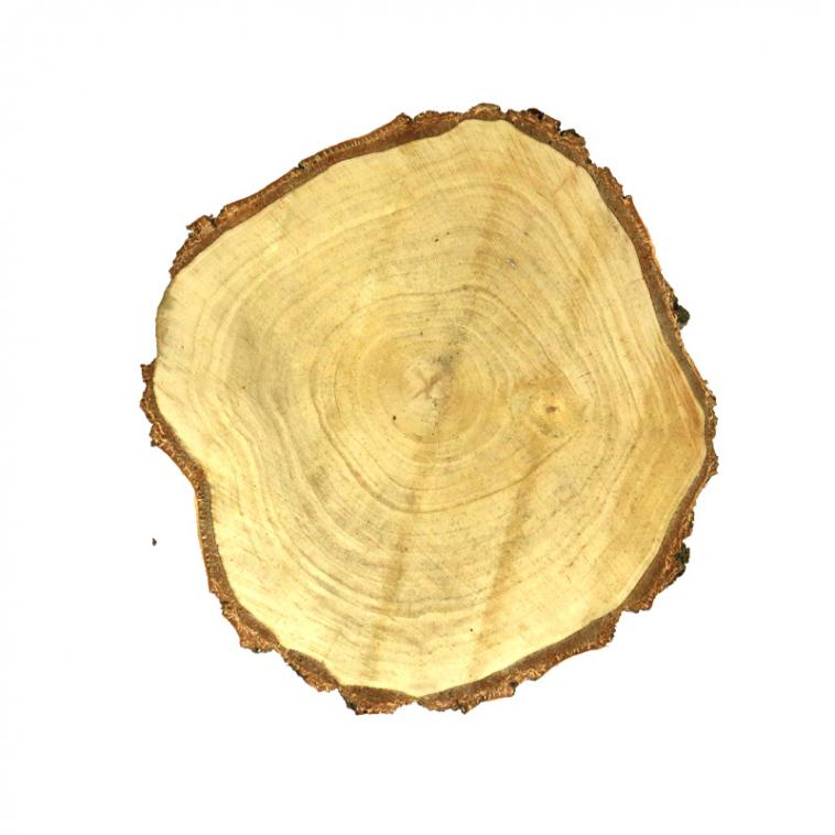 Bois paulownia - tranche 34,5x3cm - photo 61