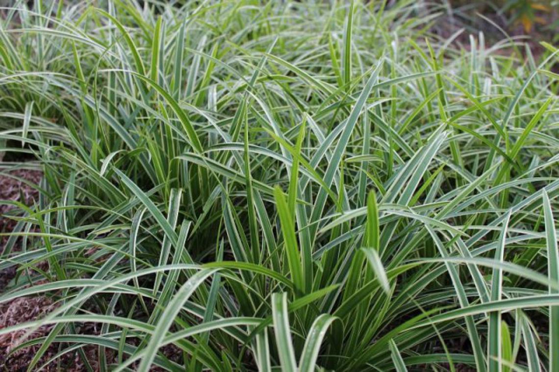 Carex c. Bronze perfection - Immergrun / Garden Center Eshop - photo 8