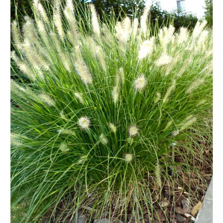 Pennisetum alopecuroides - Immergrun / Garden Center Eshop - photo 9