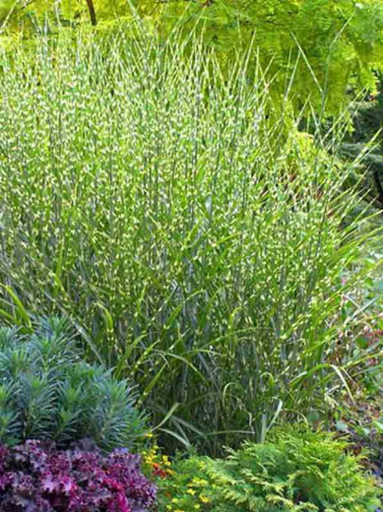 Carex fol. Irish green - Immergrun / Garden Center Eshop - photo 9