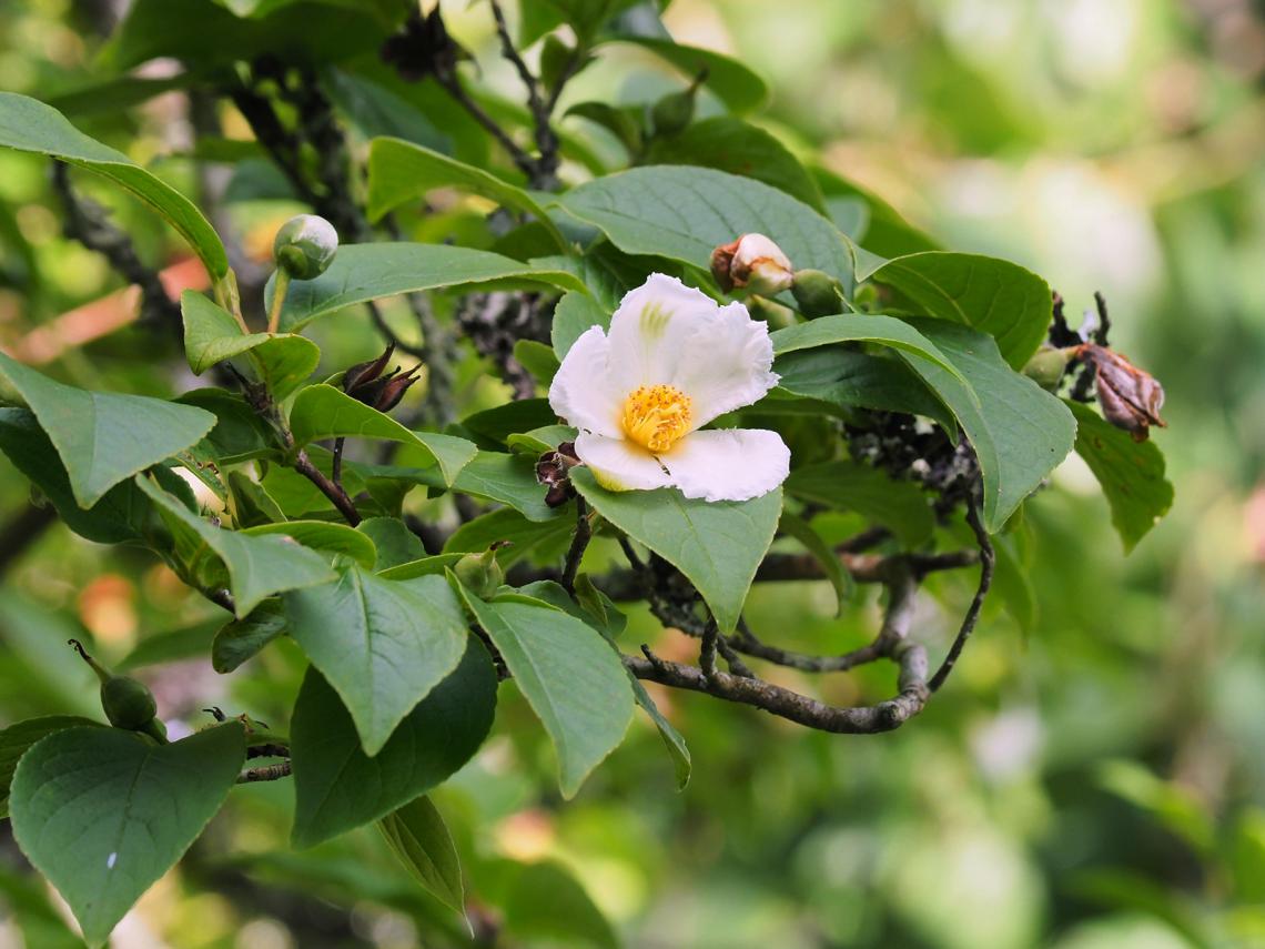 Hydrangea arborescens CANDYBELLE® BUBBLEGUM (PBR) - photo 10