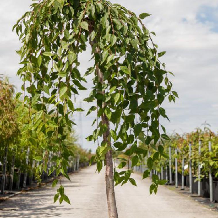 Prunus 'Accolade' - Immergrun / Garden Center Eshop - photo 10