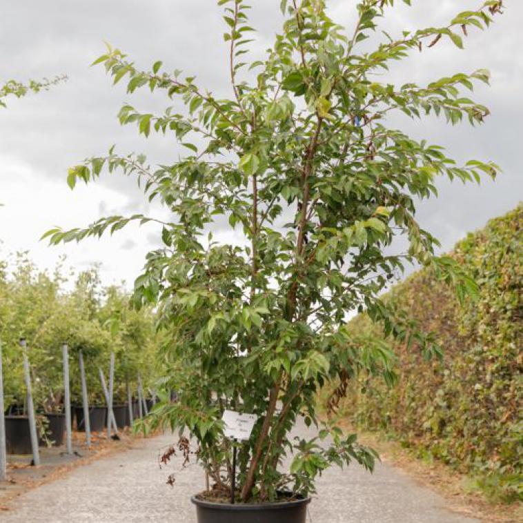 Prunus incisa 'Kojou-no-mai' NOBLE® - Immergrun / Garden Center Eshop - photo 10