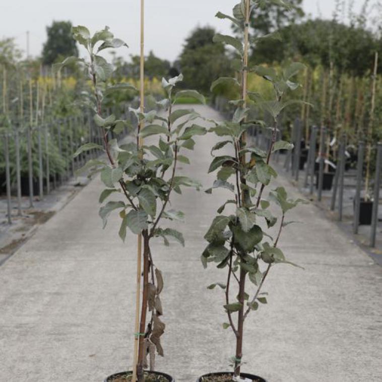 Sorbus aucuparia 'Sheerwater Seedling' - Immergrun / Garden Center Eshop - photo 8