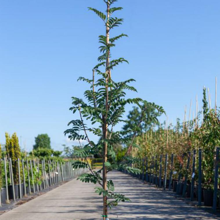 Sorbus aucuparia 'Sheerwater Seedling' - Immergrun / Garden Center Eshop - photo 5