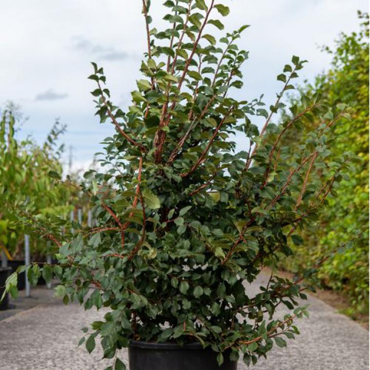 Prunus eminens 'Umbraculifera' - Immergrun / Garden Center Eshop - photo 7