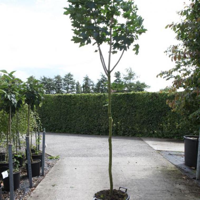 Prunus eminens 'Umbraculifera' - Immergrun / Garden Center Eshop - photo 11