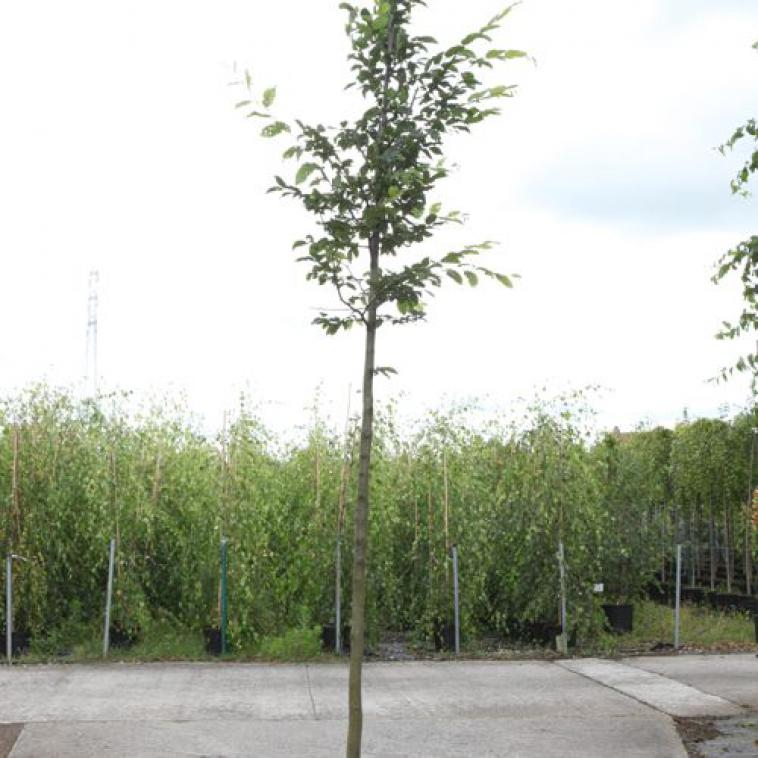 Prunus cerasifera 'Nigra' - Immergrun / Garden Center Eshop - photo 9
