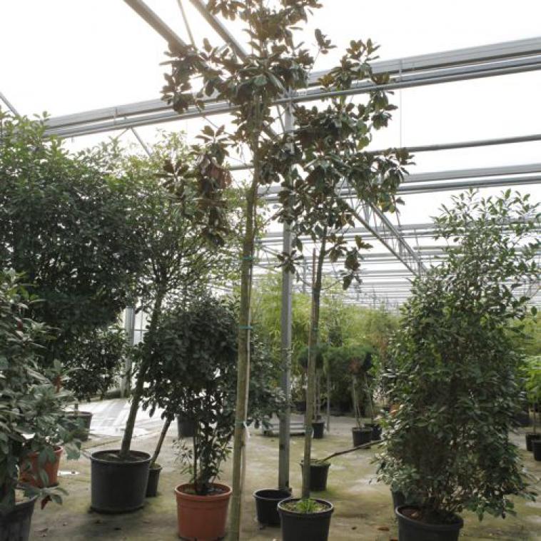 Prunus ser. 'Shogetsu' - Immergrun / Garden Center Eshop - photo 9
