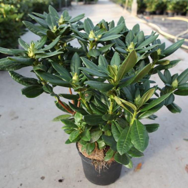Rhododendron 'Tortoiseshell Orange' - Immergrun / Garden Center Eshop - photo 11