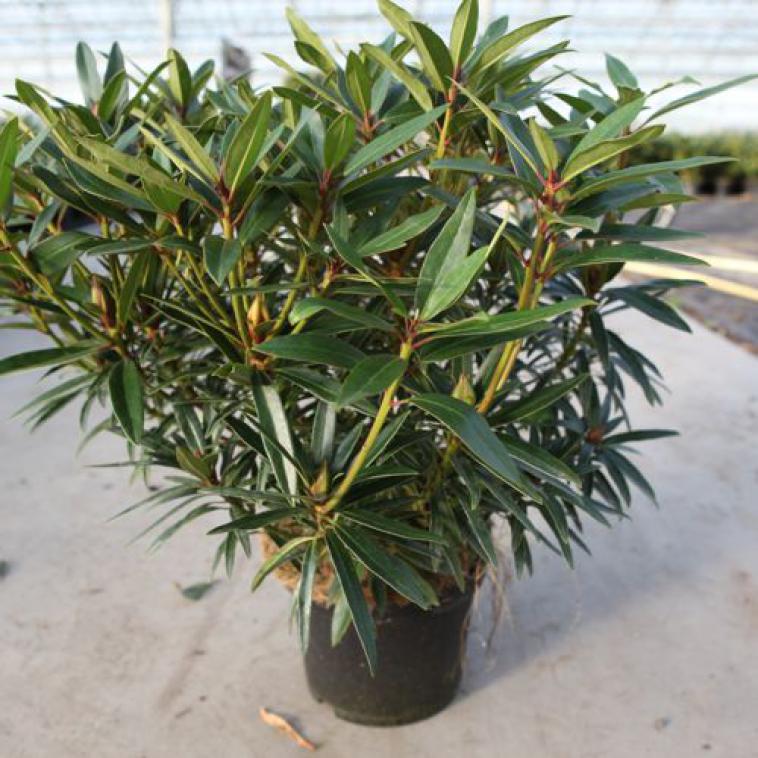 Rhododendron (AJ) 'Conny' - Immergrun / Garden Center Eshop - photo 8
