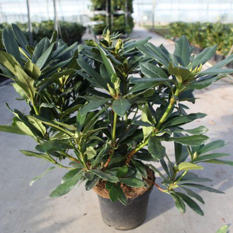 Rhododendron (AK) 'Berryrose' - Immergrun / Garden Center Eshop - photo 13