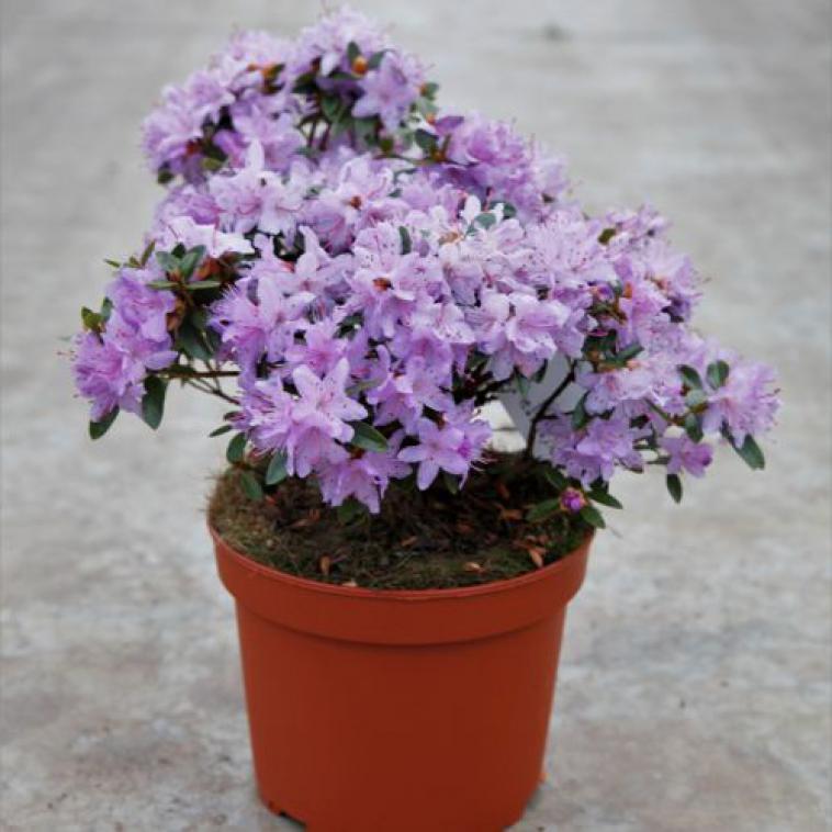 Rhododendron 'Albert Schweitzer' - Immergrun / Garden Center Eshop - photo 13