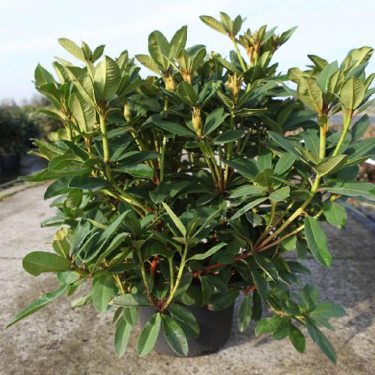 Rhododendron 'Praecox' - Immergrun / Garden Center Eshop - photo 6