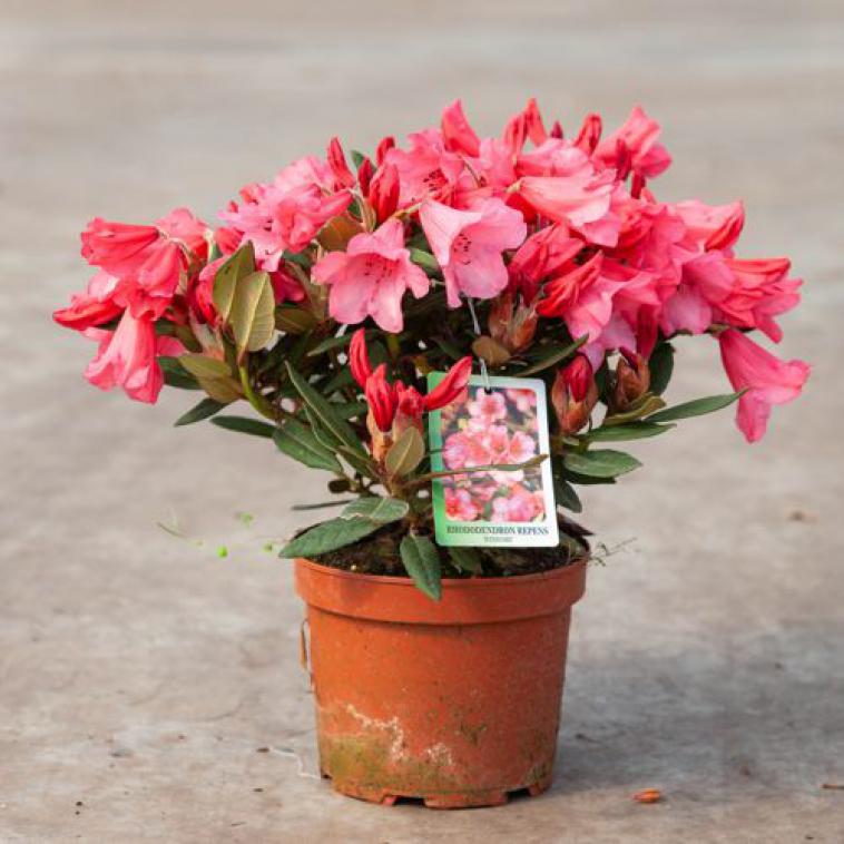 Rhododendron (AJ) 'Blaauw's Pink' - Immergrun / Garden Center Eshop - photo 9