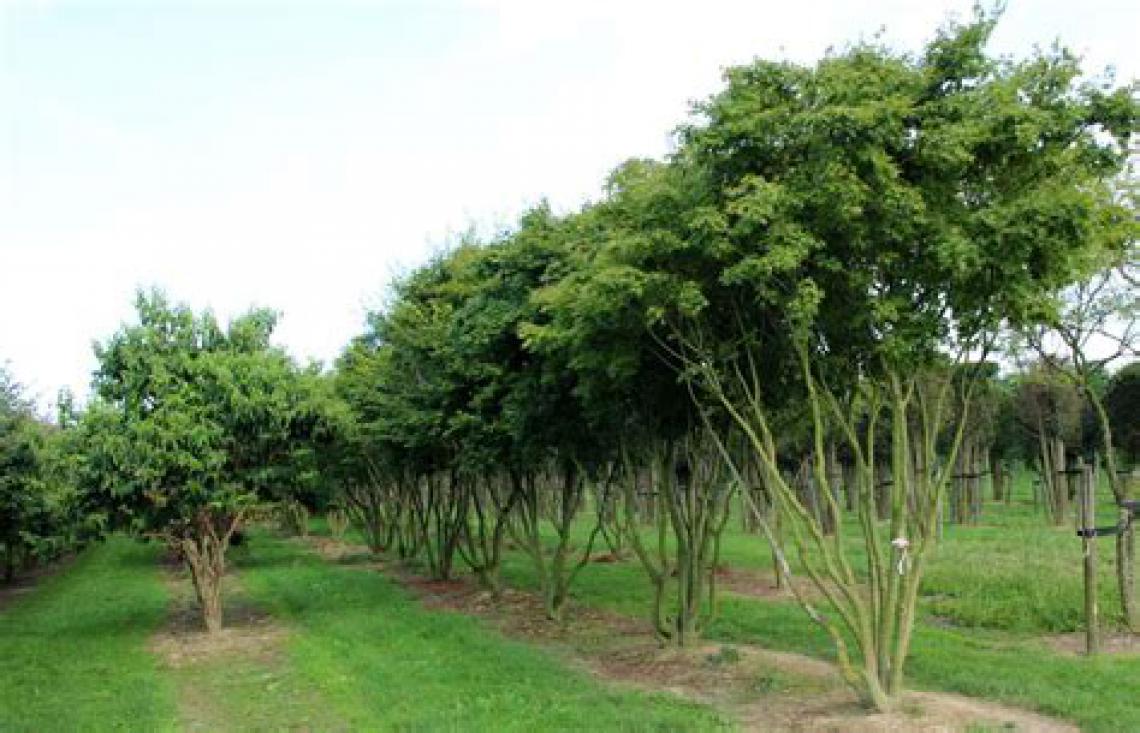 Prunus serrula 'Branklyn' - Immergrun / Garden Center Eshop - photo 7