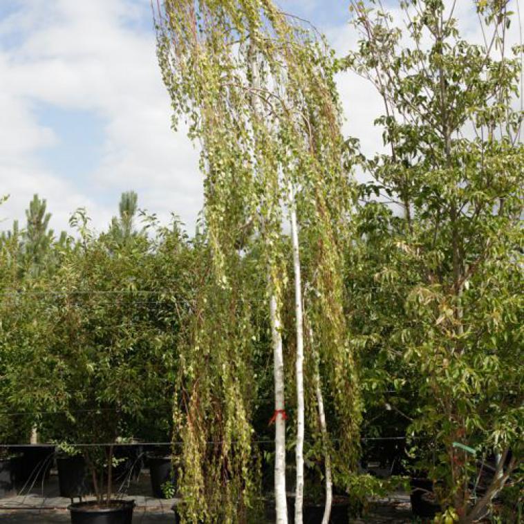 Betula pendula 'Youngii' - Immergrun / Garden Center Eshop - photo 3