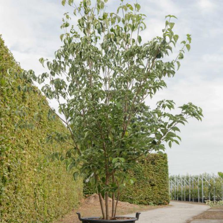 Prunus 'Accolade' - Immergrun / Garden Center Eshop - photo 6