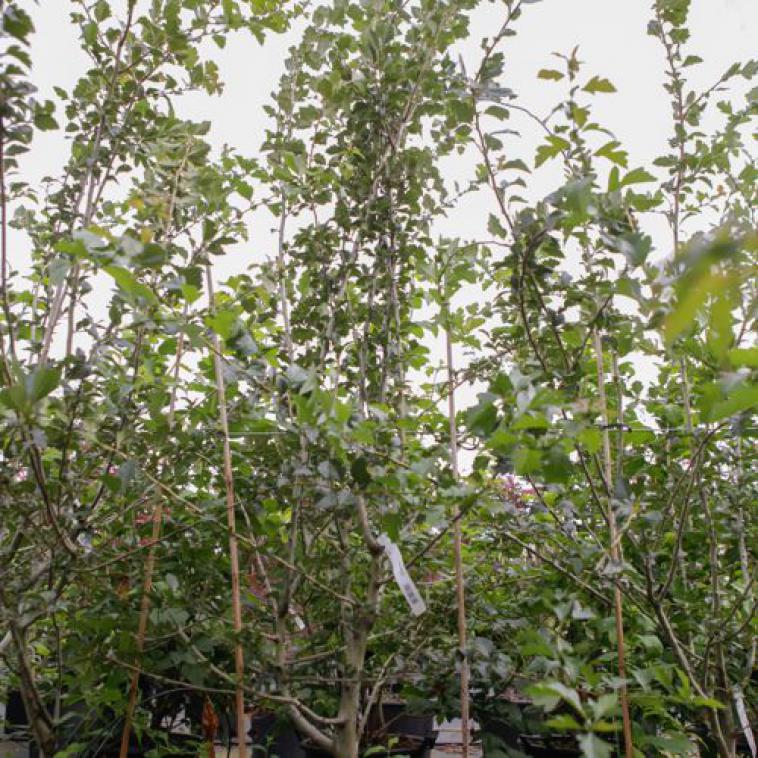 Prunus serrula - Immergrun / Garden Center Eshop - photo 12
