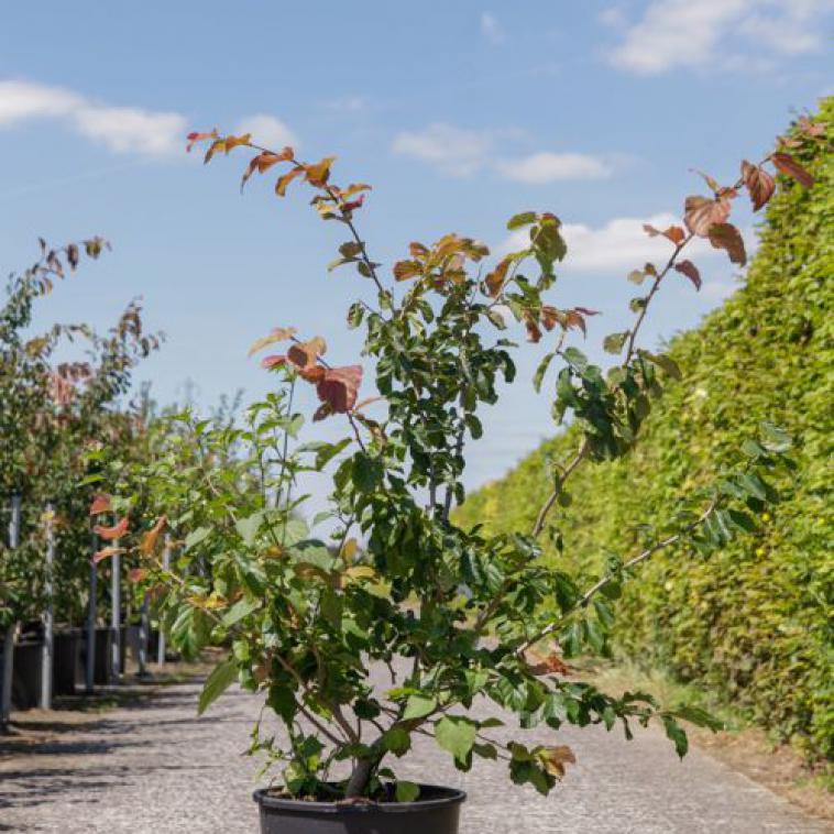Prunus serrula 'Branklyn' - Immergrun / Garden Center Eshop - photo 8