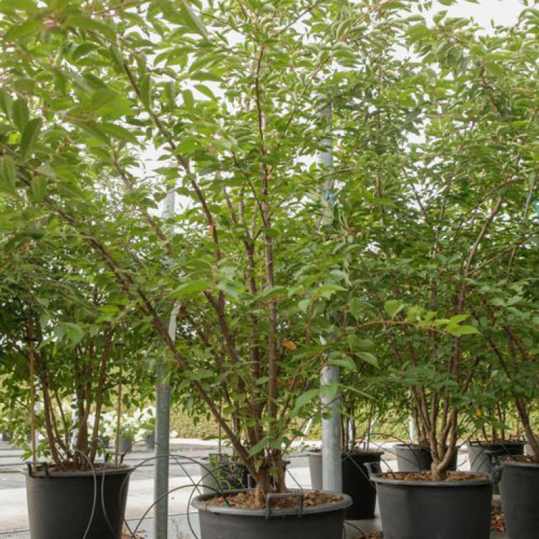 Prunus serrula - Immergrun / Garden Center Eshop - photo 9