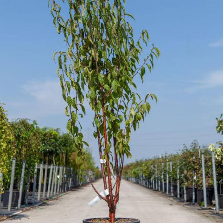Betula utilis jacquemontii - Immergrun / Garden Center Eshop - photo 8