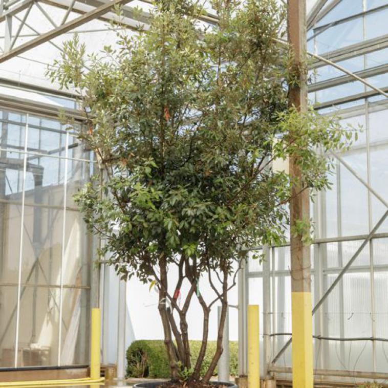 Prunus 'Okame' - Immergrun / Garden Center Eshop - photo 13