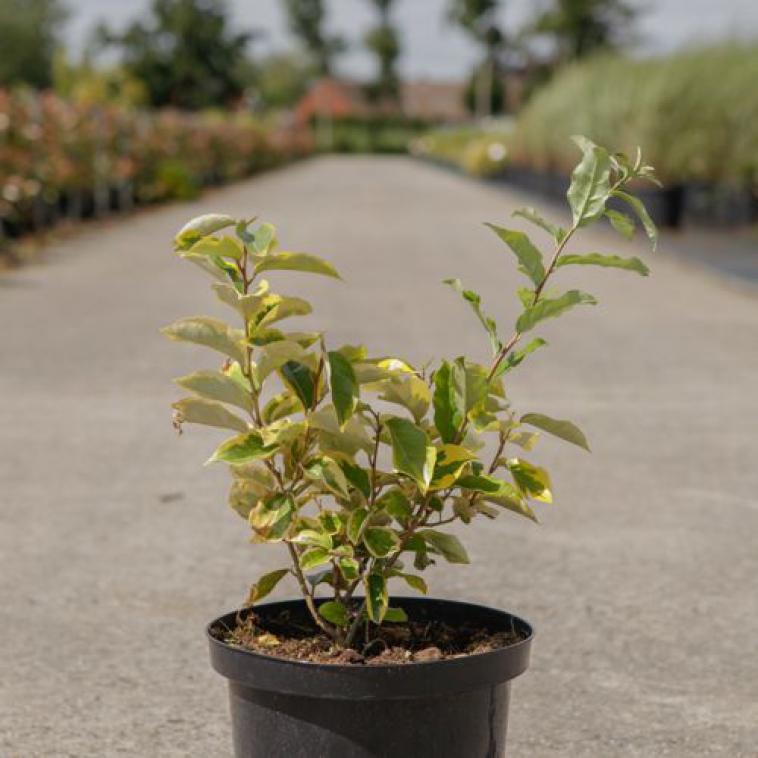 Viburnum tinus 'Lisarose' Noble (PBR) - Immergrun / Garden Center Eshop - photo 8