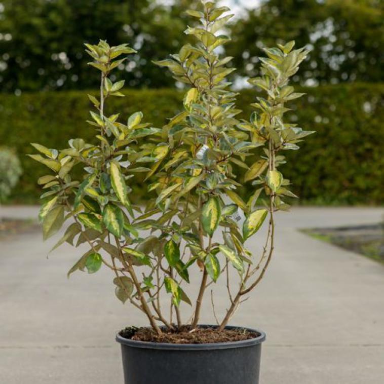 Viburnum tinus 'Lisarose' Noble (PBR) - Immergrun / Garden Center Eshop - photo 11