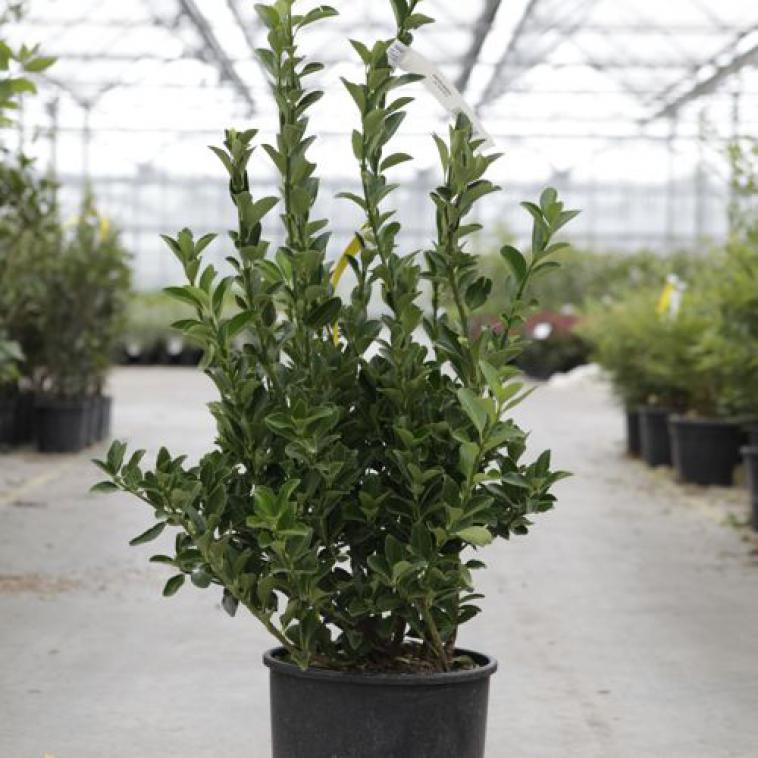 Mahonia aquifolium 'Apollo' - Immergrun / Garden Center Eshop - photo 8