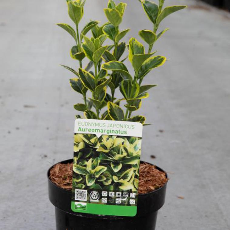 Mahonia aquifolium 'Apollo' - Immergrun / Garden Center Eshop - photo 9