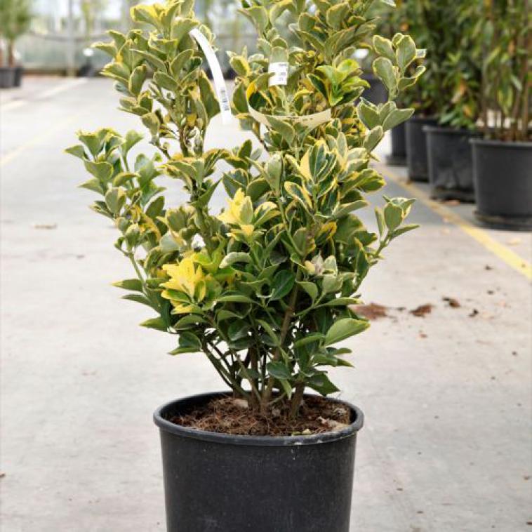 Prunus laurocerasus 'Rotundifolia' - Immergrun / Garden Center Eshop - photo 10
