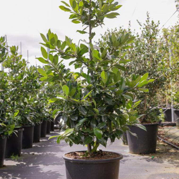 Prunus laurocerasus ETNA (PBR) - Immergrun / Garden Center Eshop - photo 10