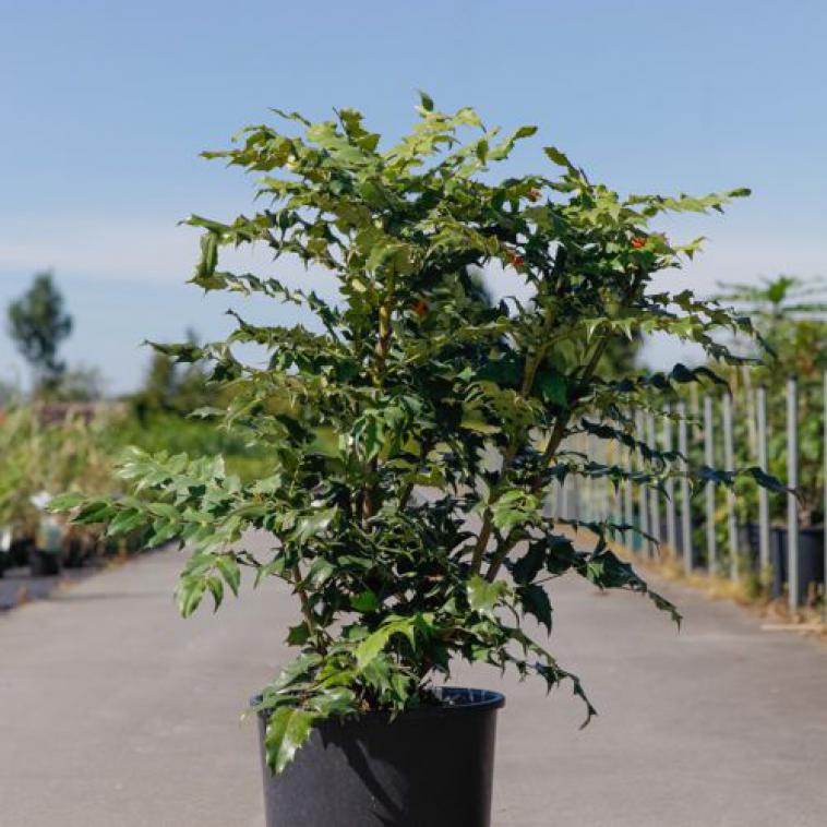 Prunus laurocerasus ETNA (PBR) - Immergrun / Garden Center Eshop - photo 6
