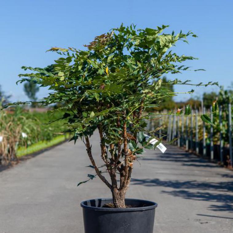 Prunus laurocerasus 'Rotundifolia' - Immergrun / Garden Center Eshop - photo 12