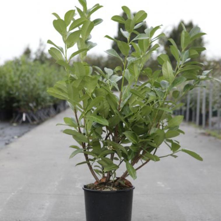 Prunus laurocerasus 'Rotundifolia' - Immergrun / Garden Center Eshop - photo 4
