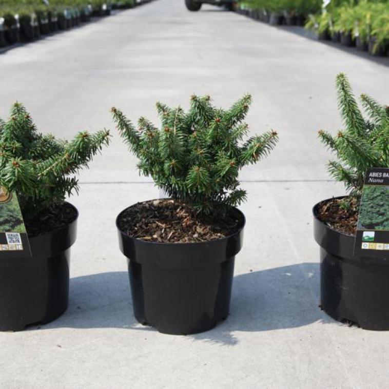 Pinus mugo 'Carstens Wintergold' - Immergrun / Garden Center Eshop - photo 10