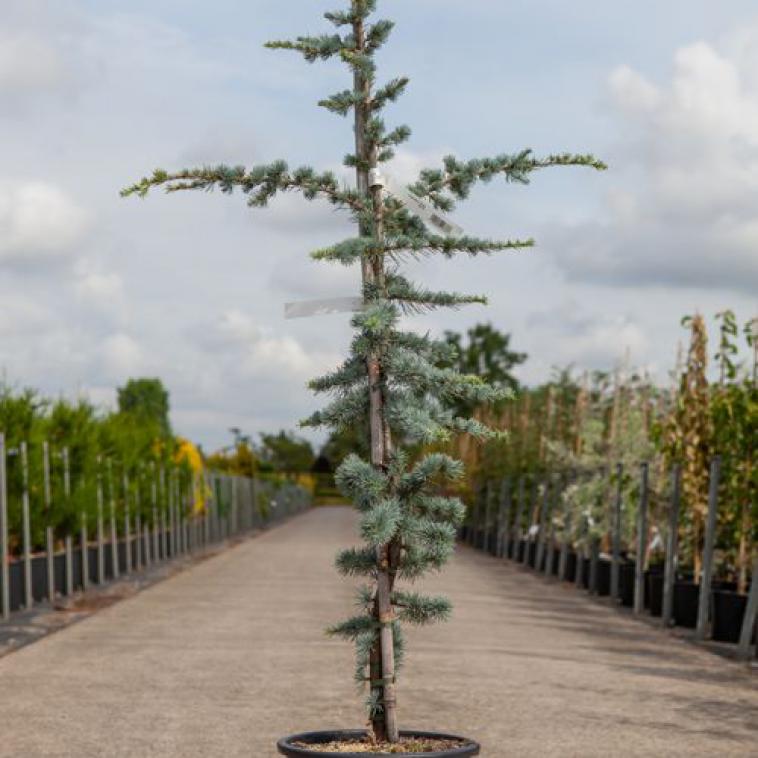 Juniperus horizontalis 'Agnieszka' - Immergrun / Garden Center Eshop - photo 14