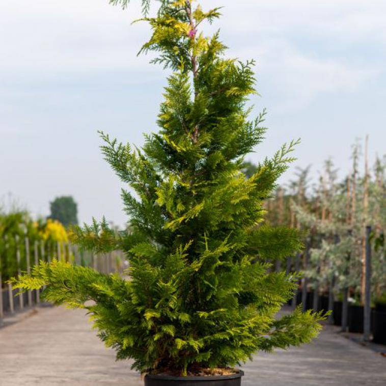 Juniperus pfitzeriana 'Gold Coast' - Immergrun / Garden Center Eshop - photo 8
