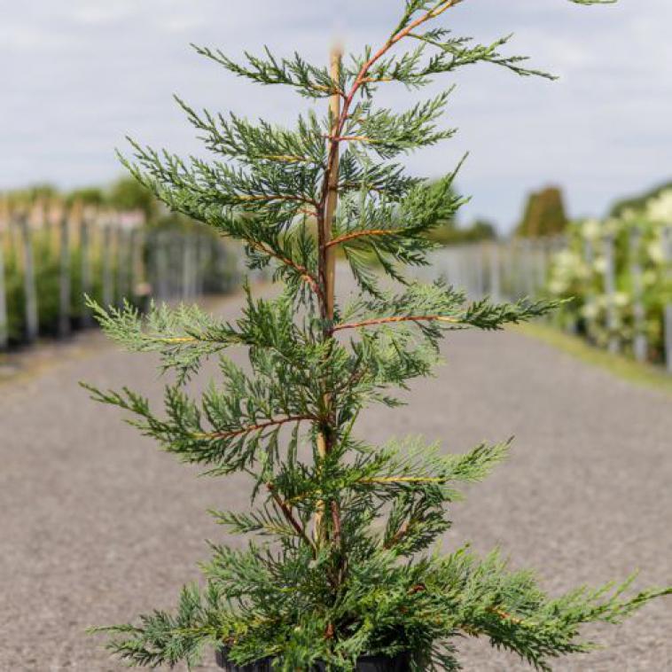 Juniperus sabina 'Tamariscifolia' - Immergrun / Garden Center Eshop - photo 9