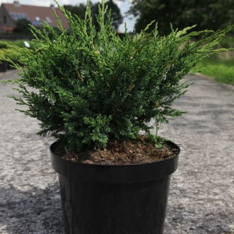 Juniperus pingii 'Hulsdonck Yellow' - Immergrun / Garden Center Eshop - photo 10