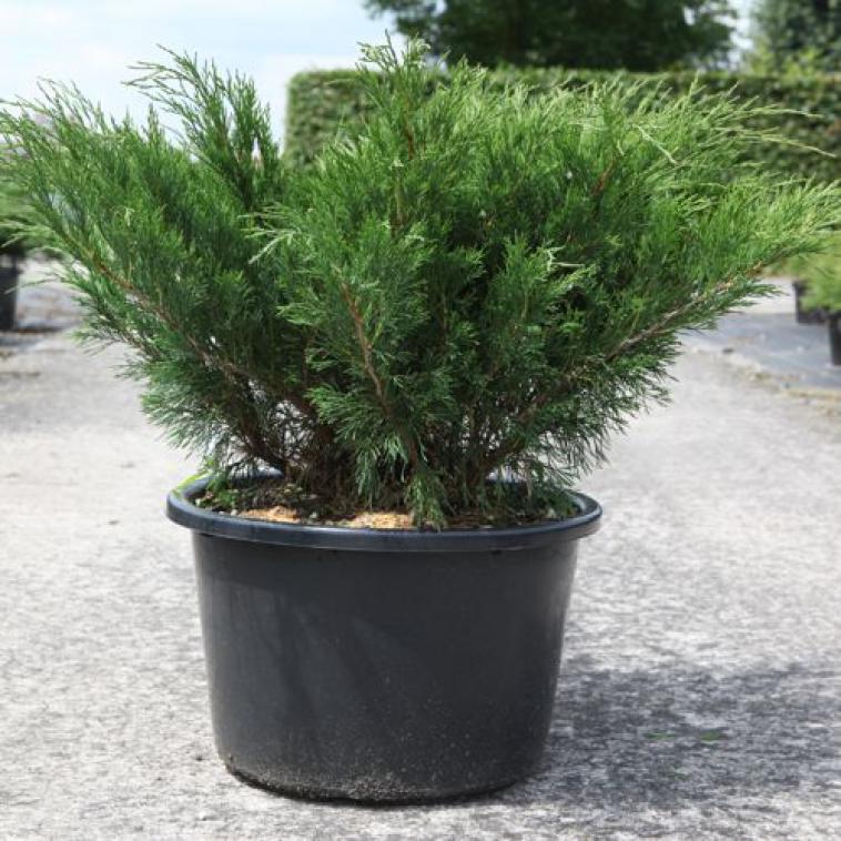Pinus heldreichii 'Malinkii' - Immergrun / Garden Center Eshop - photo 11