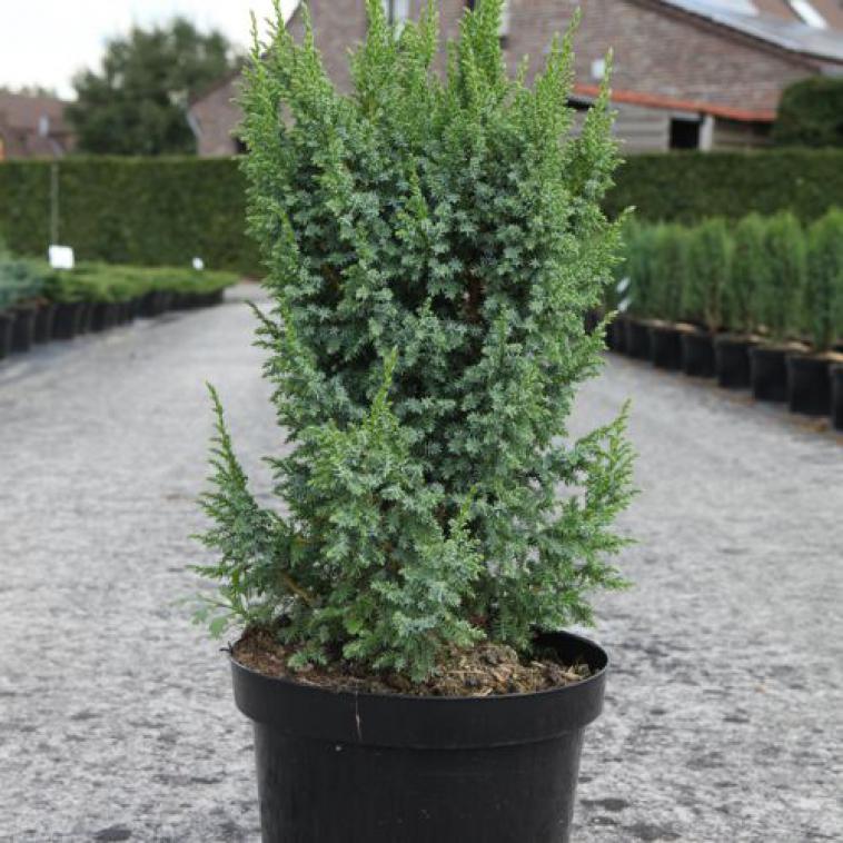 Juniperus squamata 'Holger' - Immergrun / Garden Center Eshop - photo 8
