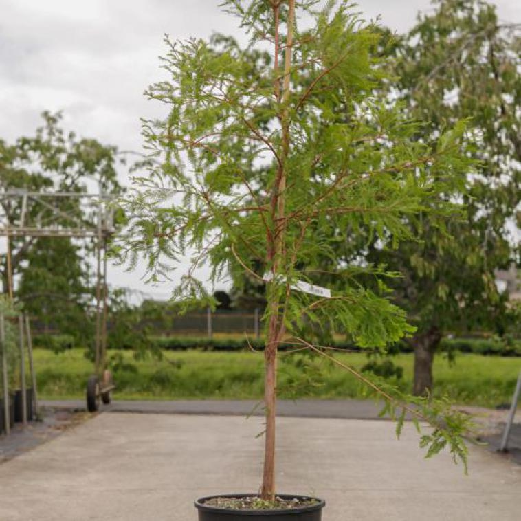Picea glauca 'Alberta Globe' - Immergrun / Garden Center Eshop - photo 7