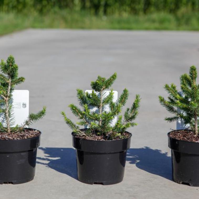 Pinus parviflora 'Negishi' - Immergrun / Garden Center Eshop - photo 10