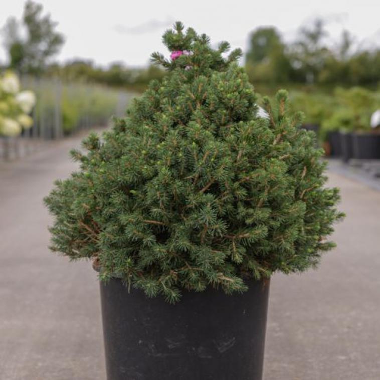 Juniperus horizontalis 'Blue Chip' - Immergrun / Garden Center Eshop - photo 10