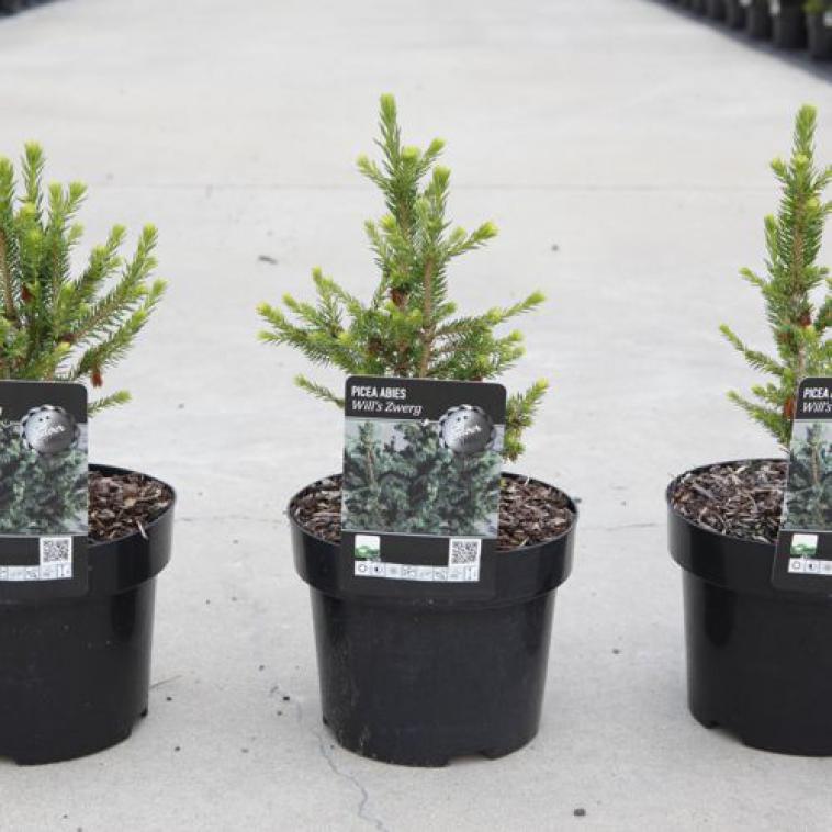 Pinus mugo 'Heideperle' - Immergrun / Garden Center Eshop - photo 12
