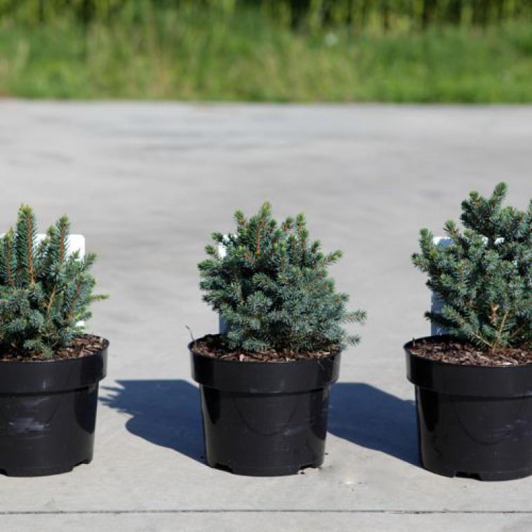 Pinus densiflora 'Alice Verkade' - Immergrun / Garden Center Eshop - photo 8